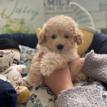 トイプードル(タイニー)【東京都・男の子・2024年9月30日・クリーム(ホワイト】の写真「パパJKCチャンピオン  美しい男の子　」