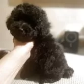 タイニープードル