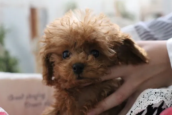 ID：1610-01196の子犬