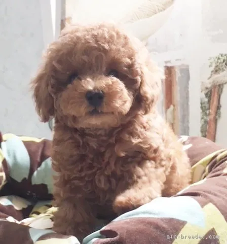 eii 様のお迎えした子犬