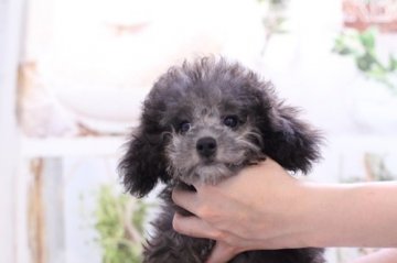 トイプードル(タイニー)【東京都・男の子・2019年5月22日・シルバー】の写真「プラチナシルバー ティーサイズ男の子」