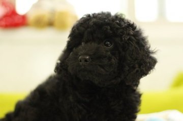 トイプードル(トイ)【東京都・女の子・2015年4月18日・ブラック】の写真「良血スタイルの良い女の子♪」