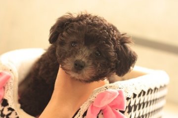 トイプードル(タイニー)【東京都・男の子・2013年11月21日・シルバー】の写真「スタイル抜群、毛ぶき物凄く良い男の子です」