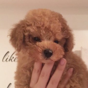 トイプードル(タイニー)【東京都・男の子・2018年8月13日・アプリコット】の写真「血統優秀な小ぶりのおとなしい男の子」