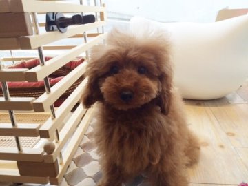 トイプードル(タイニー)【東京都・女の子・2014年11月4日・レッド 超良血です♪】の写真「良血　目がクリッとした、おとなしい女の子♪」