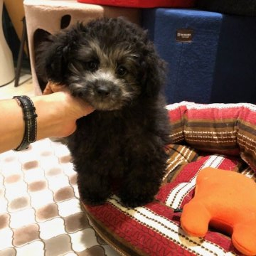 トイプードル(ティーカップ)【東京都・男の子・2019年11月24日・シルバー】の写真「良血　性格抜群!!可愛いお顔のシルバー男の子」