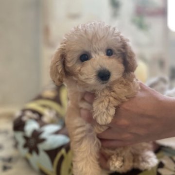 トイプードル(トイ)【東京都・女の子・2023年9月17日・ホワイト(クリーム】の写真「良血大きめホワイト(クリーム)女の子」