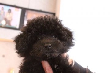 トイプードル(タイニー)【東京都・女の子・2014年9月10日・ブラック 良血 スタイルの良い女の子】の写真「良血の穏やかな女の子♪タイニーサイズ♪」