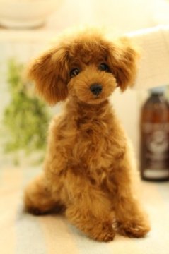 トイプードル(ティーカップ)【東京都・女の子・2015年6月10日・アプリコット】の写真「超良血　ティーカップサイズアプリコットの女の子」