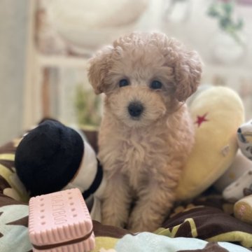 トイプードル(タイニー)【東京都・女の子・2023年9月17日・ホワイト(クリーム】の写真「良血おっとりさんホワイト(クリーム)女の子」