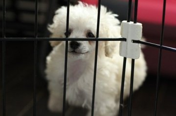 トイプードル(タイニー)【東京都・男の子・2014年10月8日・ホワイト】の写真「良血!!元気で明るいホワイトの男の子です」