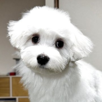 マルチーズ【栃木県・男の子・2025年7月4日・ホワイト】の写真「穏やかな長男」