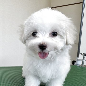 マルチーズ【栃木県・男の子・2025年7月4日・ホワイト】の写真「活発なイケメン」