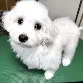 マルチーズ【栃木県・男の子・2025年7月4日・ホワイト】の写真2「性格はのんびり屋さん」