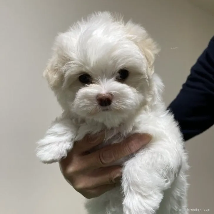 ID：2310-02133の子犬