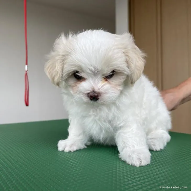 ID：2207-02025の子犬