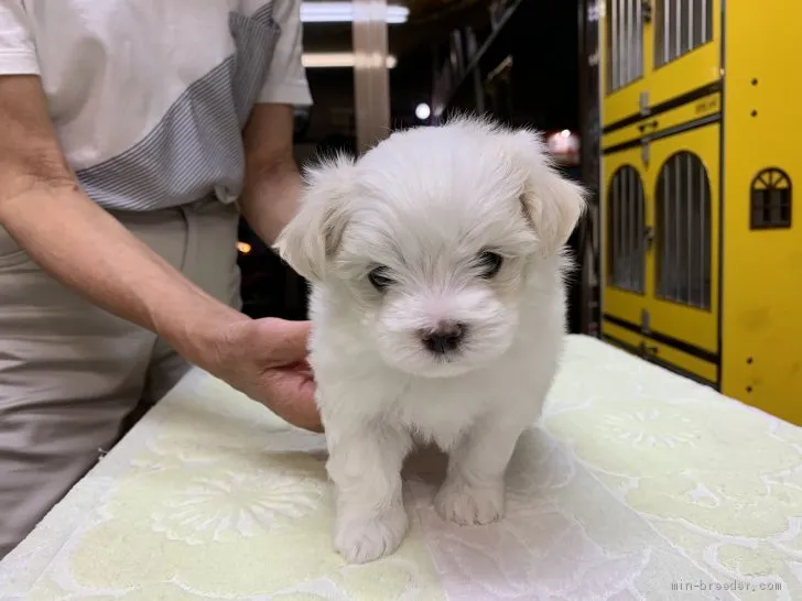 Y.F 様のお迎えした子犬