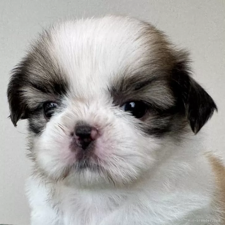 ID:2409-07878の子犬