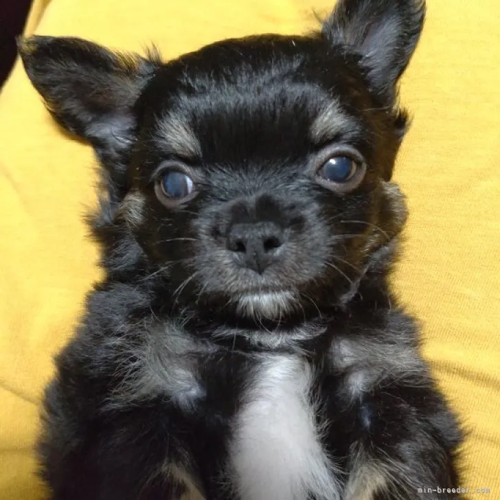 ID:2309-00304の子犬