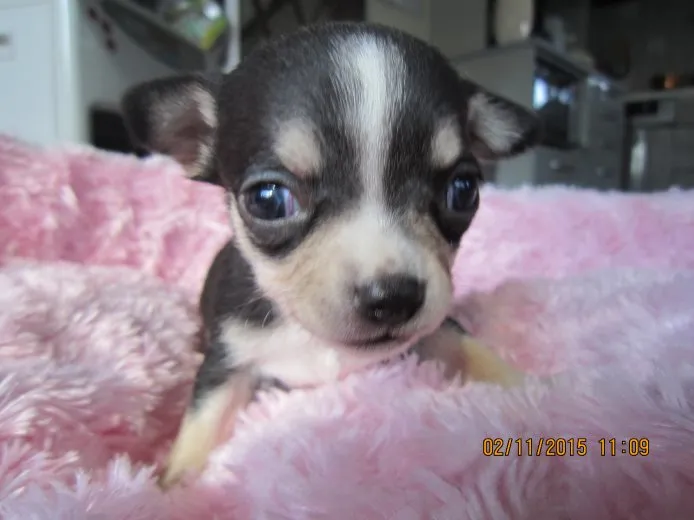 ID:1502-00869の子犬