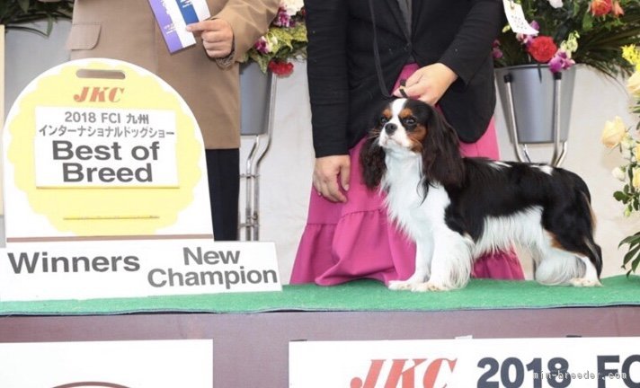 犬質向上のためにドッグショーにも参加させて頂いています｜豊福　由起子(とよふく　ゆきこ)ブリーダー(福岡県・キャバリアなど・JKC登録)の紹介写真1