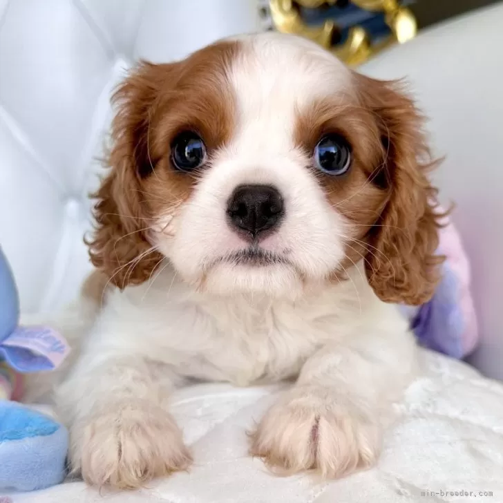 Y.Y 様のお迎えした子犬