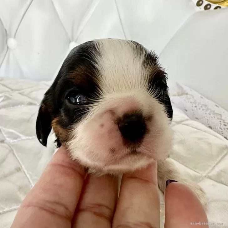ID：2411-02873の子犬