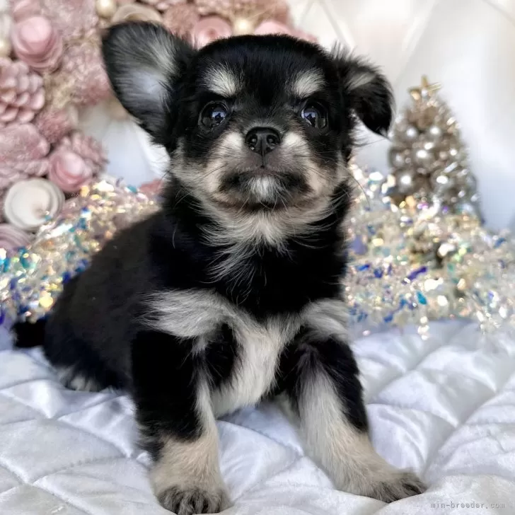 ID：2411-05438の子犬
