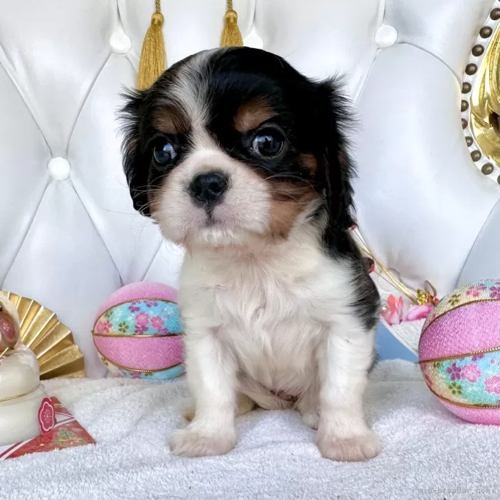 ID:2412-06688の子犬