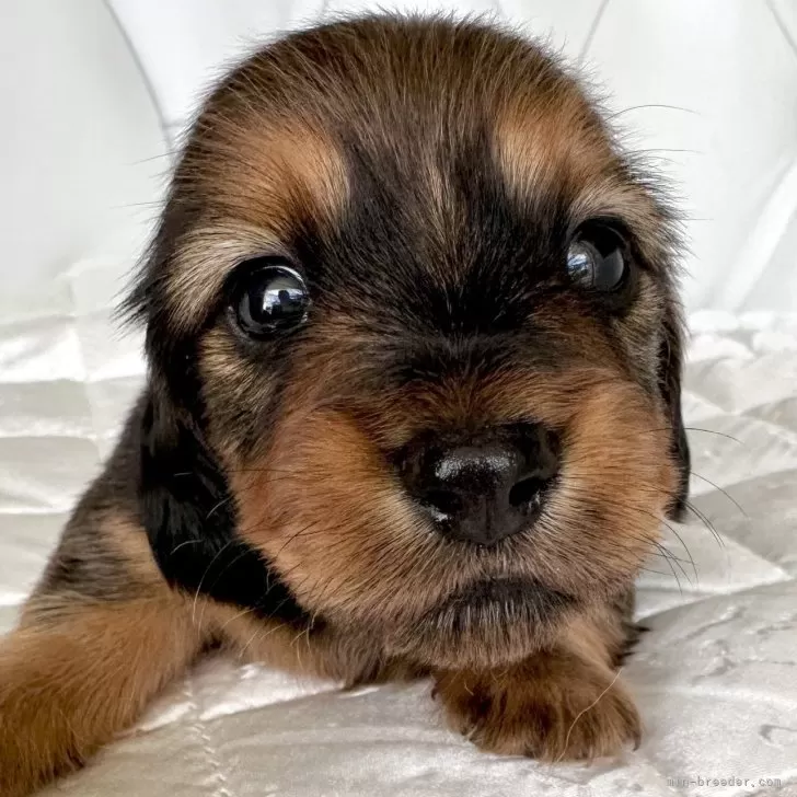 ID:2505-03091の子犬
