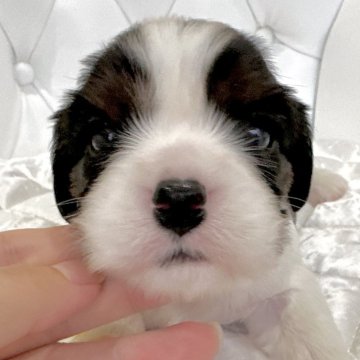 キャバリア【福岡県・女の子・2025年4月19日・トライ】の写真「DM(遺伝子疾患)発症確率0%」
