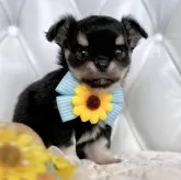 チワワ(ロング)