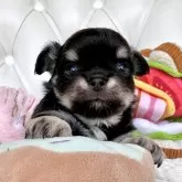 チワワ(ロング)