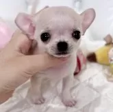 チワワ(スムース)