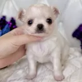 チワワ(ロング)