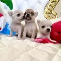 チワワ(スムース)【福岡県・男の子・2025年6月29日・クリーム】の写真13