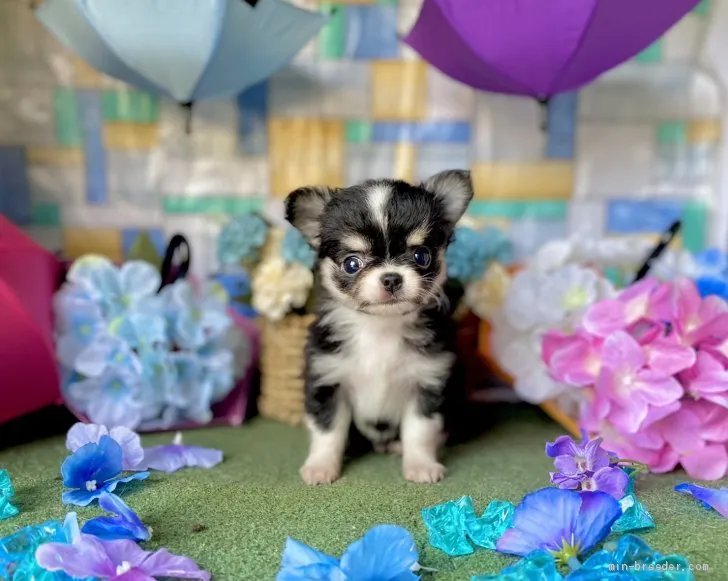 ID:2106-03204の子犬
