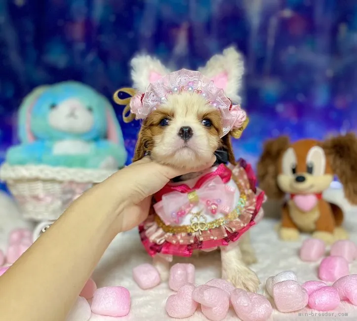 ID:2102-01529の子犬