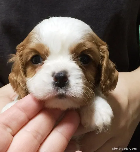ID:1703-01539の子犬