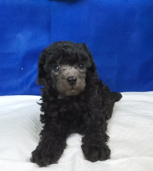 ID：1608-00349の子犬