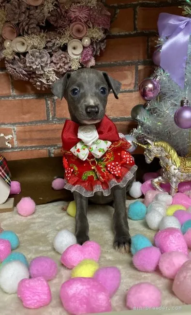 ID：1912-01683の子犬