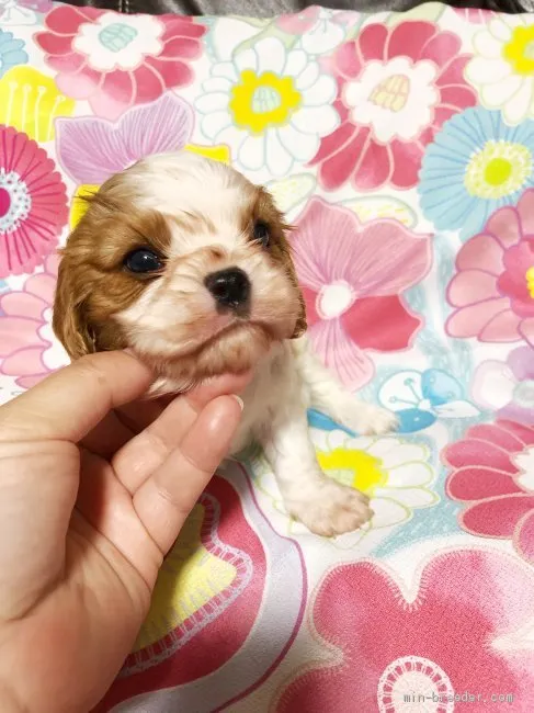 ちな 様のお迎えした子犬