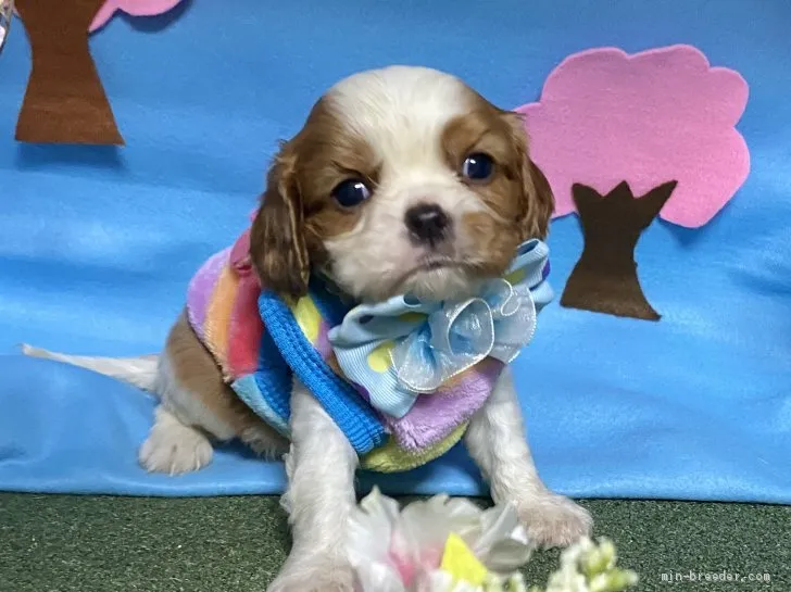 ID:2004-00735の子犬