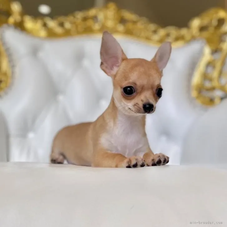 まりりん 様のお迎えした子犬