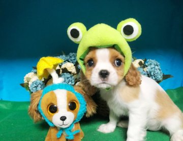 キャバリア【福岡県・女の子・2019年3月20日・ブレンハイム】の写真「小ぶりの女の子」