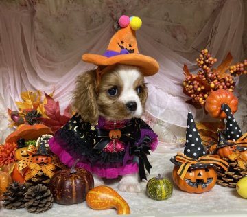 キャバリア【福岡県・女の子・2019年8月22日・ブレンハイム】の写真「パパはJKCチャンピオン」