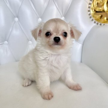 チワワ(ロング)【福岡県・男の子・2023年2月10日・クリーム】の写真「可愛い男の子」