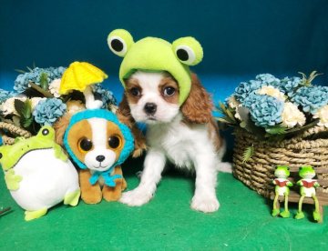 キャバリア【福岡県・女の子・2019年4月9日・ブレンハイム】の写真「兄妹みんな美人さんです」