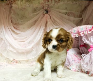 キャバリア【福岡県・女の子・2019年7月16日・ブレンハイム】の写真「キュートな女の子💕です😊」