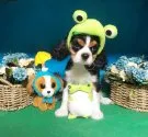 キャバリア【福岡県・女の子・2019年3月20日・トライ】の写真1「6月1日撮影」